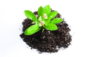 极简Query理解：只保留最重要的